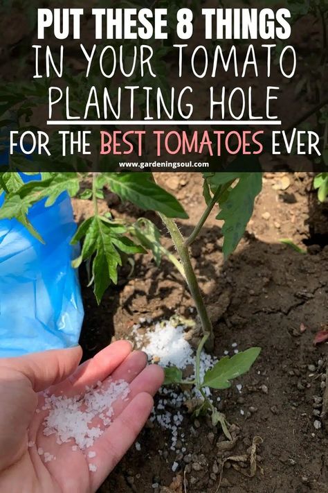 Put These 8 Things in Your TOMATO Planting Hole For The Best Tomatoes Ever Tomato Plant Food, Tomatoes Plants Problems, Patio Tomatoes, Gardening Knowledge, Tomato Plant Care, Tomato Planting, Tomatoes Garden, Planting Tomatoes, Growing Tomato