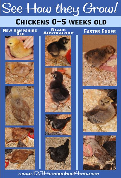 See how baby Chickens Grow from 0-6 weeks. with a close up view of how to raise backyard chickens by raising baby chicks. #homeschool #science Raising Baby Chicks, Chicken Backyard, Black Australorp, Easter Egger Chicken, Chickens 101, Baby Chicks Raising, Easter Eggers, Raising Chicks, Homestead Chickens