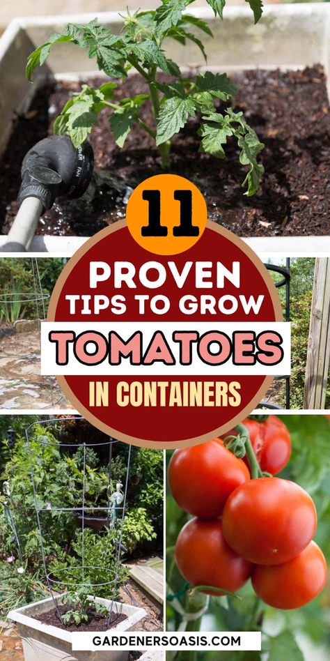 Growing Tomatoes In Containers: 11 of the Best Tips For Getting Lots Of Tomatoes Tomatoes Growing In Containers, How To Grow Tomatoes In A Pot, Planting Tomatoes In Pots, Grow Tomatoes In A Pot, Best Way To Grow Tomatoes, Tomato Plants Growing Tips, Potted Tomato Plants, Container Tomatoes, Lots Of Tomatoes