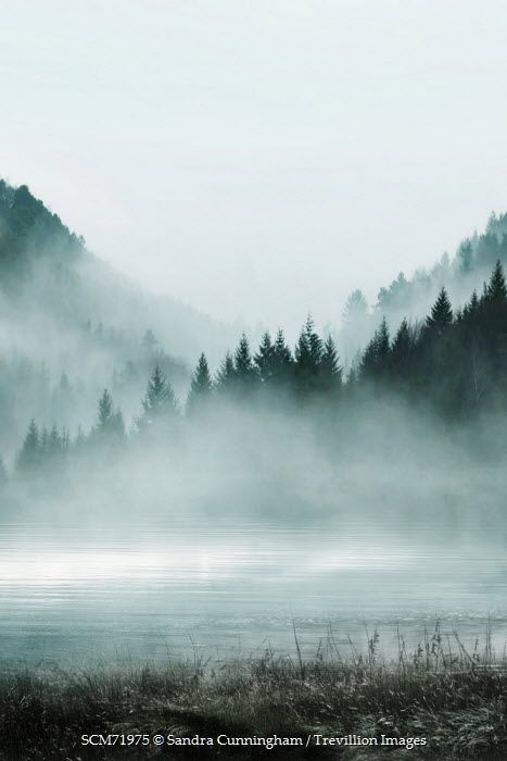 Sandra Cunningham MISTY LAKE BY FOREST Lakes/Rivers Nature, Academia Core, Misty Lake, Conifer Forest, Big Birds, Misty Mountains, Misty Mountain, Evergreen Forest, Lake Painting