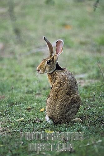 Hare Pictures, Snowshoe Hare, Wild Hare, Wild Rabbit, Rabbit Sculpture, British Wildlife, Woodland Creatures, Animal Sculptures, Pics Art