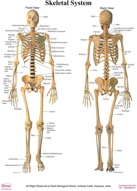 Dbios Digitally Printed Human Front & Back Skeletal System Poster Wall Charts : Amazon.co.uk Skeletal System Drawing, Skeletal System Anatomy Notes, Skeletal System Poster, Human Bones Anatomy, The Vertebral Column, Skeletal System Anatomy, Skeleton System, Anatomy Back, Muscular System Anatomy