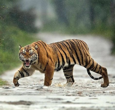 Tiger Photography, Angry Tiger, Cat Anatomy, Tiger Drawing, Tiger Pictures, Cat Reference, Animal Print Wallpaper, Cat Pose, Bengal Tiger