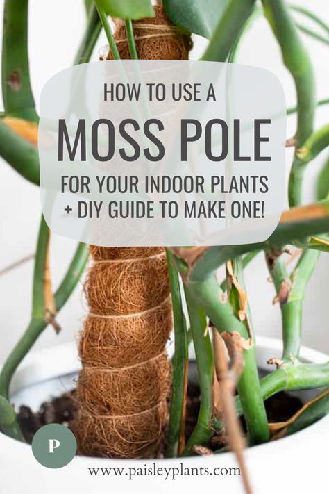 Wondering which houseplants might need moss poles and why they are so beneficial to their growth? Here's an extensive guide to all things moss pole related plus an instruction guide to make your own! Diy Bendable Moss Pole, Moss Poles For Plants, Pothos Moss Pole, Plant Moss Pole, Moss Pole Diy, Moss Pole Monstera, Diy Moss Pole, Indoor Climbing Plants, Indoor Plant Care Guide