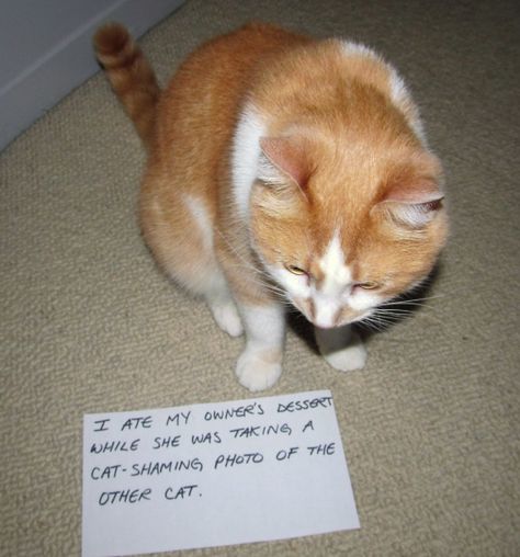 I ate my owner's dessert while she was taking a cat-shaming photo of the other cat. Humour, Funny Cat Photos, Cat Shaming, Animal Shaming, Dog Shaming, Bad Cats, Adorable Cats, Silly Animals, Funny Animal Memes