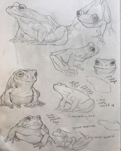 Frog studies for upcoming project------#frogs #drawing #illustration #illustrations #sketchbook #sketch #study #art #sketches #frogdrawing #doodle Art Studies Sketchbook, Frogs Drawing, Frog Sketch, Sketch Study, Study Art, Frog Drawing, Illustration Sketchbook, Animal Study, Frog Art