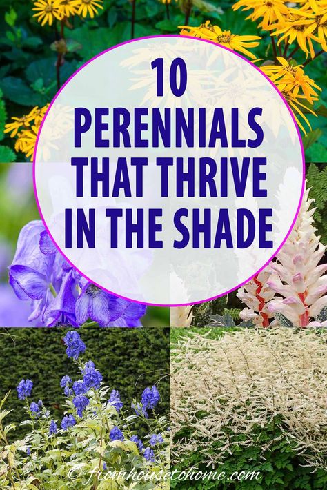 Tall Shade Perennials, Tall Shade Plants, Tall Perennial Flowers, Perrenial Flowers, Shade Flowers Perennial, Part Shade Perennials, Flowering Shade Plants, Plants That Love Shade, Plants That Like Shade