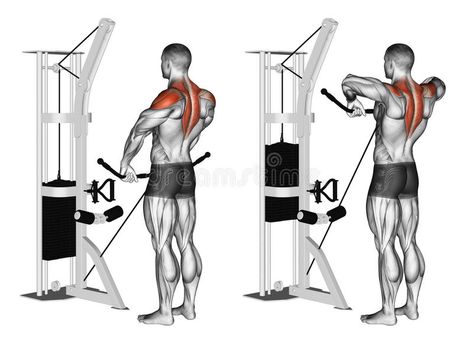 Exercising. Cable Upright Rows. Cable Upright Rows. Exercising for bodybuilding. Target muscles are marked in red. Initial and final steps stock illustration Chest Workouts, Cable Machine Workout, Upright Rows, Shoulder Training, Cable Workout, Workout Bauch, Fitness Photoshoot, Weight Training Workouts, Workout Chart