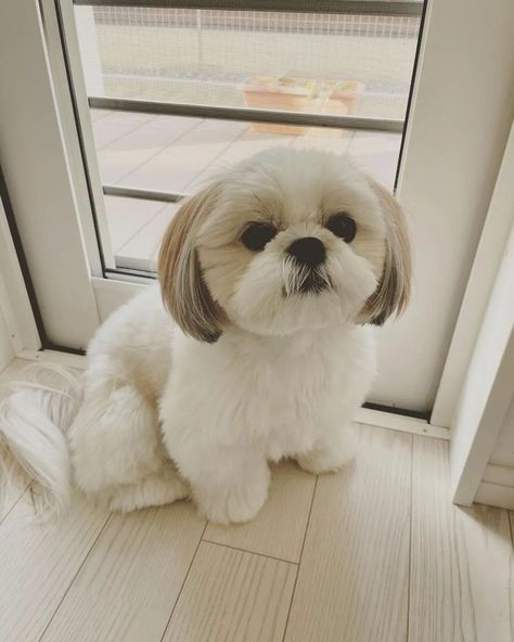 Shih Tzu on Instagram: “All rights©️ are reserved & belong to their respective owners! . Credit to 📷@sugarstgram0902 #shihtzuklub #shihtzu #shihtzulove…” Corte Shitzu, Shitzu Haircuts, Shitzu Dogs Haircuts, Dog Grooming Shih Tzu, Shih Tzu Puppy Cut, Perro Shih Tzu, Puppy Haircut, Shih Tzu Haircuts, Shitzu Dogs