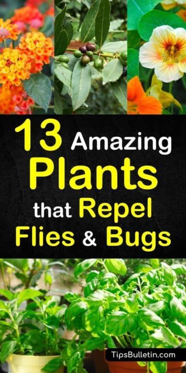 13 Amazing Plants That Repel Flies and Bugs Florida Container Gardening, Thrill Fill Spill Combinations, Plants That Repel Flies, Repel Flies, Insect Repellent Plants, Repel Mosquitos, Plants That Repel Bugs, Mosquito Plants, Amazing Plants