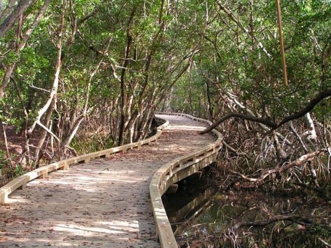 Hiking At Robinson’s Nature Preserve In Florida Is Like Entering A Fairytale Nature, Florida Attractions, Travel Florida, Florida Adventures, Venice Florida, Lookout Tower, Venice Travel, Travel Outdoors, Nature Preserve