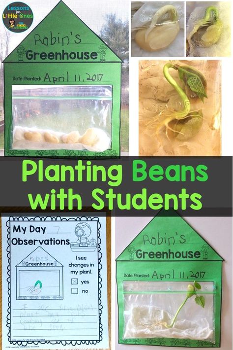 Growing Plants Preschool Theme, Planting Seeds For Preschoolers, Seed In Bag Experiment, Grow Seeds In A Bag, Plant A Bean Preschool, Planting Ideas For Preschoolers, Bean Growing For Kids, Plant Experiments For Kindergarten, Planting Seeds With Preschoolers