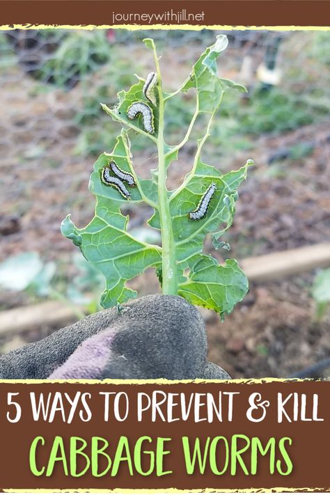 When you notice cabbage worms in your garden, you want to know how to get rid of them, how to control them, and how to prevent them. In these 5 organic ways to control cabbage worms, you'll learn the most natural methods and organic pesticides that are sae to use on your cabbage, broccoli, kale, and other vegetables. You'll also learn which beneficial insects prey on these worms before they do too much damage to your leaves. #organic #garden Grow Cabbage, Cabbage Broccoli, Slugs In Garden, Broccoli Plant, Cabbage Plant, Mustard Plant, Organic Insecticide, Cabbage Worms, Natural Pesticides
