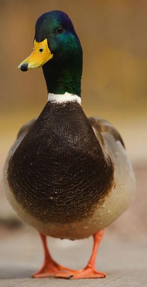 Male Duck, Whitetail Deer Pictures, Duck Pictures, Canary Birds, Duck Photo, Deer Pictures, Duck Art, Duck Decoys, Interesting Animals