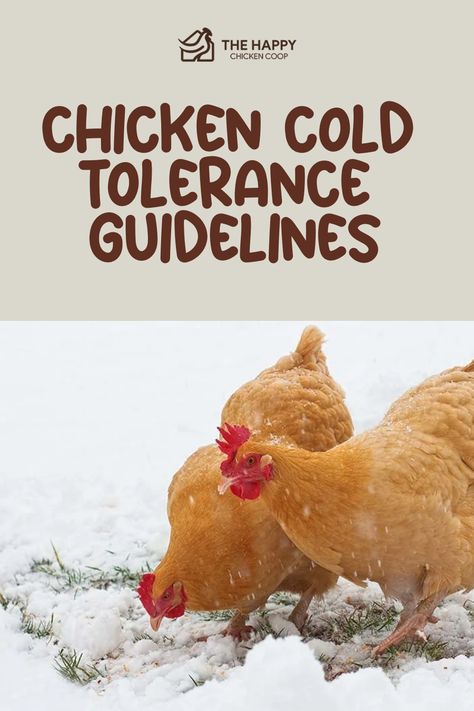 Two chickens pecking at the ground with a light covering of snow, illustrating an article on chicken cold tolerance guidelines. Educating Yourself, Chickens In The Winter, Homestead Chickens, Baby Chickens, Too Cold, Long Winter, Chickens Backyard, Chicken Coop, In The Winter