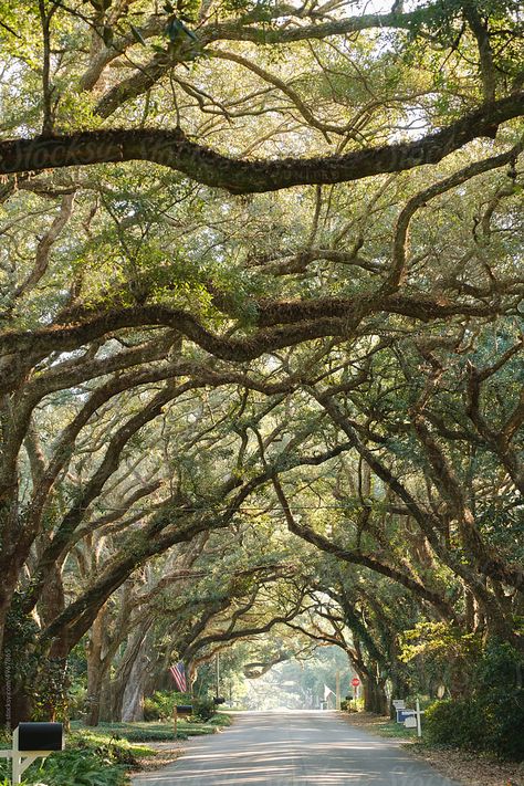 Nature, Southern Oak Trees, Tree Tunnel Painting, Magnolia Springs Alabama, Southern States Aesthetic, Oak Tree Aesthetic, Springs Aesthetics, Southern Live Oak Tree, Alabama Aesthetic
