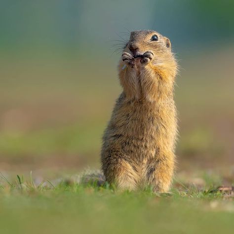 Wild Life Animals, Ground Squirrel, Posts On Instagram, Animals Photography, Drawing Now, Animal References, Pet Puppy, Wildlife Animals, Rodents