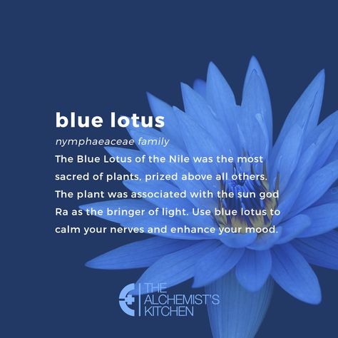 Deep Dreaming with Blue Lotus #herbs #herbalhealth #alternativehealing #health #thealchemistskitchem #herbalism #cleanliving #lotus Lotus Flower Pictures, Blue Lotus Flower, Magic Herbs, Writing Motivation, Dream Symbols, Flower Meanings, Herbal Magic, Blue Lotus, Egyptian History