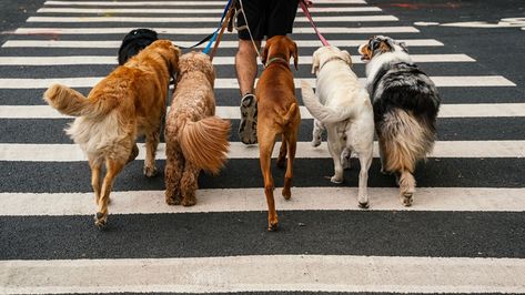 Why dogs may wag their tails so much - according to experts | Offbeat News | Sky News Respiratory Disease, Brain Size, Veterinary Services, Respiratory Illness, Sick Dog, Respiratory Diseases, Different Dogs, Dog Walker, Respiratory