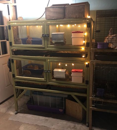 Building a Two-Level Quail Hutch for Indoors — Teal Stone Homestead Quail Indoor Coop, Button Quail Housing Indoor, Indoor Quail Coop, Quail Hutch, Quail Farming, Quail Pen, Quail House, Quail Coop, Button Quail