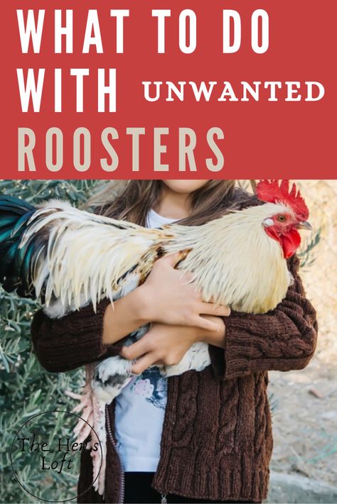 Rooster Coop Ideas Diy, Rooster House Diy, Rooster House Ideas, Rooster Bachelor Coop, Rooster Coop Ideas, Rooster Recipes, Chicken House Ideas, Pet Rooster, Chicken House Diy