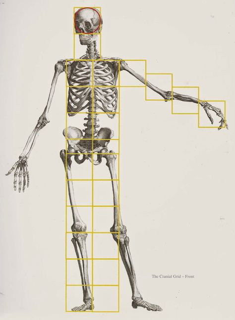 cranial units Human Body Proportions, Body Studies, Human Skeleton Anatomy, Human Anatomy Reference, Sculpture Architecture, Anatomy Bones, Skeleton Anatomy, Anatomy Practice, Skeleton Drawings