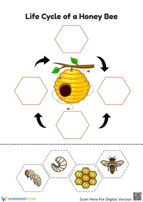 Life Cycle Of A Bee Free Printable, Bee Projects For Kids, Lifecycle Of A Bee, Bee Life Cycle Craft, Free Bee Printables, Bee Worksheet, Butterfly Life Cycle Art, Life Cycle Of A Bee, Life Cycle Worksheet