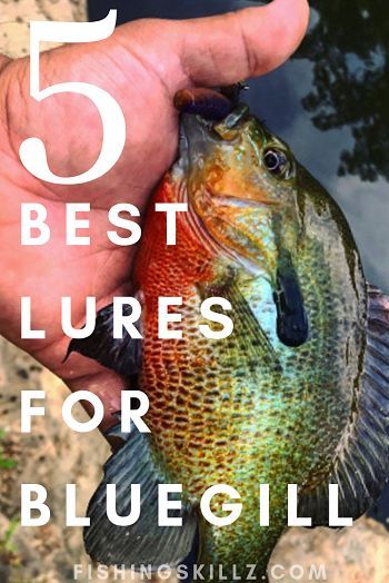 Bluegill Bait, Fishing Checklist, Bluegill Fishing, Crappie Fishing Tips, Teenage Room Decor, Trout Fishing Tips, Fishing Waders, Fishing For Beginners, Bass Fishing Tips