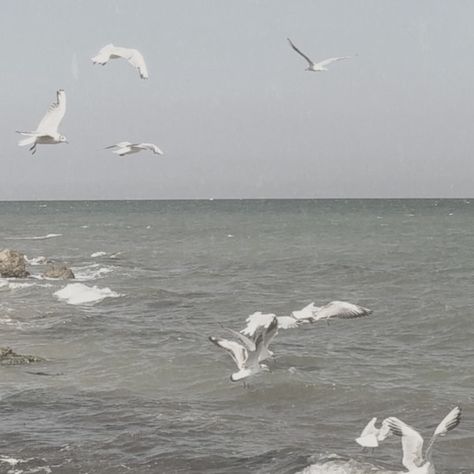 New England Seaside Cottage, To The Lighthouse Aesthetic, Soft Ocean Aesthetic, Lighthouse Core Aesthetic, Old Lighthouse Aesthetic, Sailor Core Aesthetic, English Seaside Aesthetic, Sailors Aesthetic, Lighthousecore Aesthetic