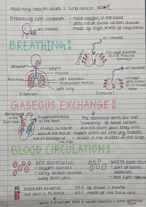 Explanation of breathing, gaseous exchange, blood circulation, blood cells, etc Respiration And Circulation Notes, Gcse Pe Notes, Blood Notes Anatomy, Gaseous Exchange Notes, Living Environment Notes, Cpr Notes, Anatomy And Physiology Notes Study, Studera Motivation, School Study Ideas