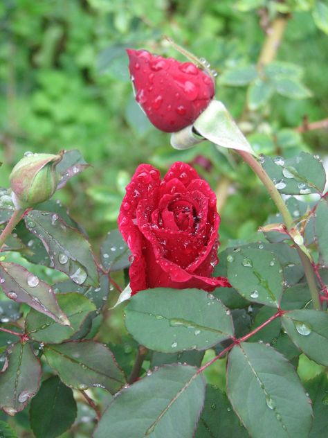 Raindrops on roses Christmas Recipes, Nature, Raindrops On Roses, Raindrops And Roses, Miss America, Flowers Roses, Growing Flowers, Sound Of Music, Rain Drops