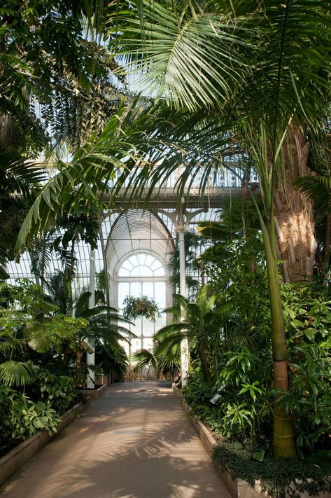 Orangery Aesthetic, Garden Atrium, Greenhouse Conservatory, Conservatory Sunroom, Atrium Garden, Palm House, Garden Greenhouse, Plants Garden, Plant Aesthetic