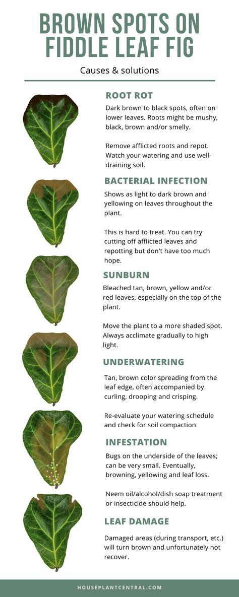 Is your fiddle leaf fig houseplant not looking so hot? Figuring out what's wrong is essential to being able to figure out the issue. Find out the most common fiddle leaf fig problems. #houseplants #plants #indoorgarden Fiddle Fig Pot Ideas, Best Pot For Fiddle Leaf Tree, Houseplant Pots Ideas, Common Indoor Plants, Fiddle Leaf Tree Pot Ideas, Pruning A Fiddle Leaf Fig, Fiddle Leaf Tree Propagation, Fiddle Leaf Fig Tree Care, Fiddle Fig Tree Indoor