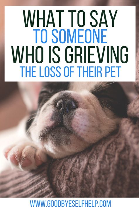 When You Lose A Pet Cat, Lost Of A Dog Quote, Quotes About Losing A Pet Cat, Loss Of A Cat Card, Loss Of A Cat Sayings, Goodbye To Pets Dogs, Cat Condolences Loss Of Pet, Sympathy For Dog Loss, Dog Dies Sympathy Pet Loss