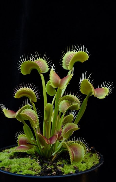 Plante Carnivore, Dark Underarms, Weird Plants, Venus Fly Trap, Decoration Plante, Pitcher Plant, Fly Traps, Unusual Flowers, Unusual Plants