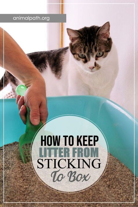 Nature, Stop Kitty Litter Tracking, Kitty Litter Hacks, Cat Litter Mat Diy, Diy Cat Litter Mat, How To Keep Cat Litter Off The Floor, Diy Kitty Litter Box Ideas, Cat Litter Hacks, Cat Liter