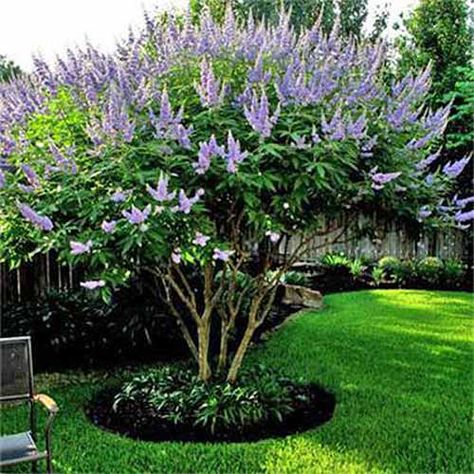 Front Gardens, Vitex Tree, Vitex Agnus Castus, Agnus Castus, Chaste Tree, Patio Trees, Pepper Tree, Wisteria Tree, Lilac Tree