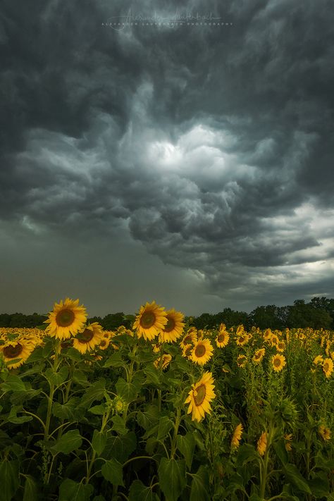 Hapkido, Storm Photography, Natur Wallpaper, Storm Pictures, Storm Wallpaper, Kartu Doa, Stormy Sky, Belle Nature, Dark Clouds