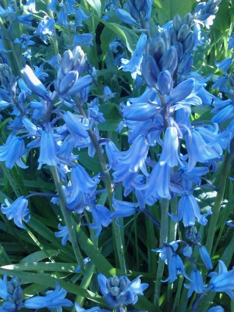 Blue Hyacinths from my Garden Bluebell Flower Bouquet, Blue Hycanith, Blue Hyacinth Aesthetic, Hyacinths Aesthetic, Hycinthia Flower, Hyancith Flower, Bluebell Aesthetic, Operation Hyacinth, Hyacinth Aesthetic