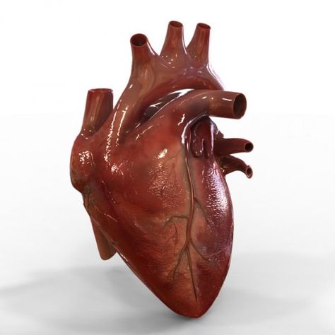 Cardiac Conduction System – Learn the Mechanism Behind Every Heartbeat | HubPages Human Heart Anatomy, Cpr Training, Heart Anatomy, Human Heart, Cardiovascular System, Cpr, Photo Heart, Human Anatomy, Sacred Heart