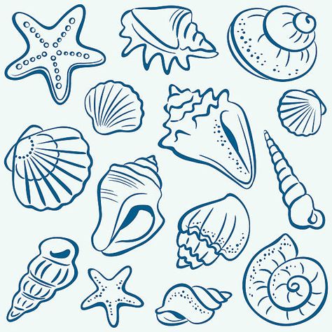 Tattoo Etoile, Seashell Drawing, Shell Graphic, Shell Drawing, Ocean Drawing, Summer Drawings, Seashell Painting, Seashell Art, Free Vector Graphics