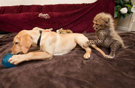 unlikely friends Nature, Animal Pairs, Unlikely Animal Friends, Unusual Animal Friendships, Animal Friendships, Busch Gardens Tampa Bay, Friendship Pictures, Unlikely Friends, Baby Cheetahs