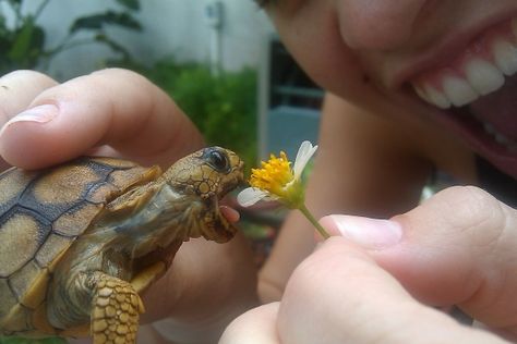 om nom nom nom! Funny Animal, Tortoise, Newborn Animals, Turtle Baby, Baby Turtles, Cute Little Animals, 귀여운 동물, Om Nom, Nom Nom