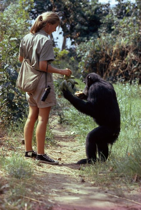 To celebrate her 85th birthday, National Geographic revisits Jane Goodall’s 1963 article about the chimpanzees of Gombe Stream Game Reserve. Wildlife Biology, Dian Fossey, Wildlife Biologist, Conservation Biology, Zoo Keeper, 85th Birthday, Animal Conservation, Jane Goodall, Wildlife Sanctuary