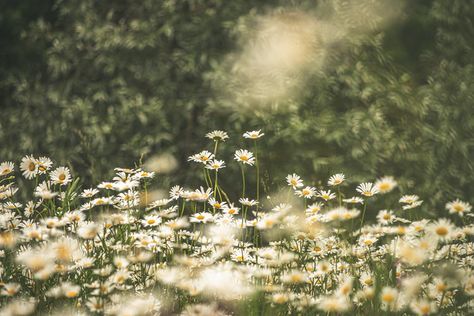 white common daisy flower field photo – Free Plant Image on Unsplash Nature, White Flowers Banner, Common Daisy, Flower Feild, Destop Wallpaper, White Background Hd, Daisy Fields, Daisy Image, Hd Landscape