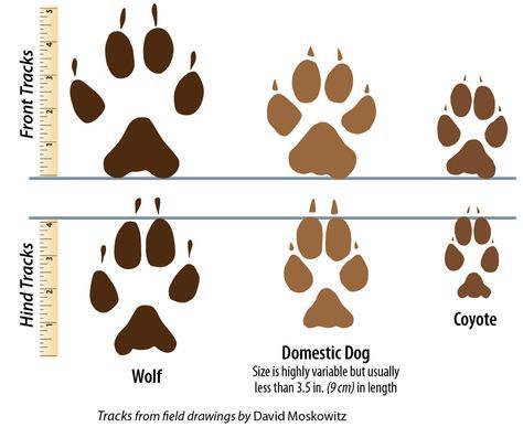 wolf vs coyote tracks | Relative track size differences in wolves, domestic dogs, and coyotes: Nature, Wolf Footprint, Wolf Facts, Wolf Tracks, Facts About Wolves, Coyote Tracks, Wolf Size, Animal Footprints, Wolf Stuff