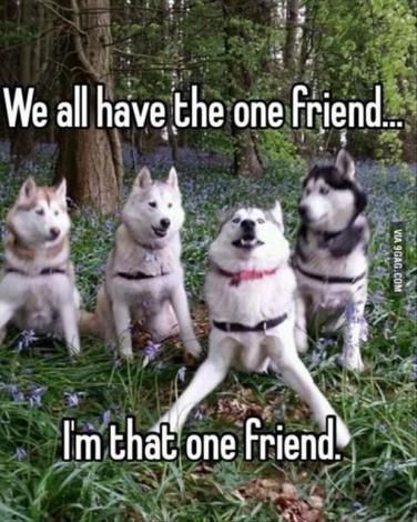 Funny Dog Pictures, Funny Animal Quotes, Katt Grejer, Söpö Kissa, Animal Humour, Dog Jokes, Cute Animal Memes, Animale Rare, Funny Dog Memes