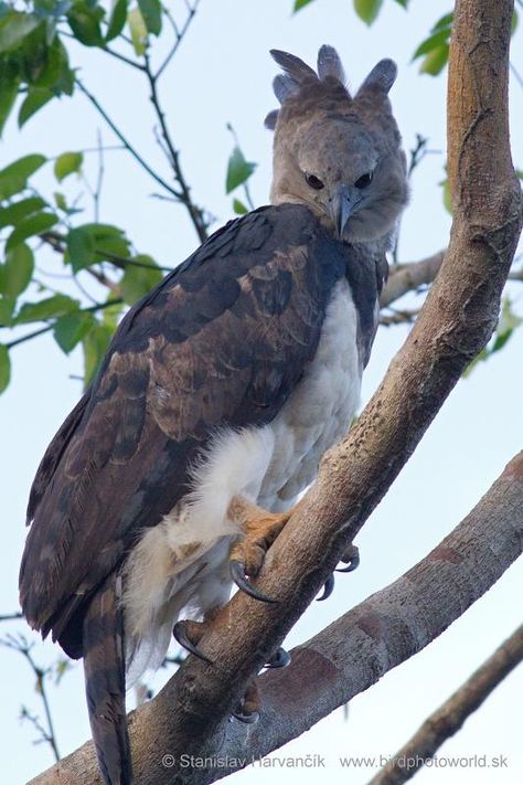 Harpy Eagle (Harpia harpyja) videos ... Rare Animals, Harpy Eagle Flying, Harpy Eagle, Raptors Bird, Eagle Images, Bird Of Prey, Bear Claws, Funny Birds, Haiwan Peliharaan