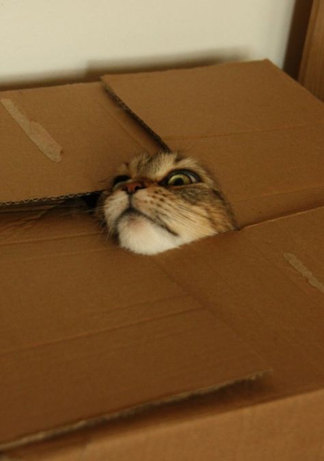 Funny Cat Photos, Cat Fails, Pandora's Box, Cat Hiding, Photo Chat, Cat Box, Cat Playing, Cats Meow, Peek A Boo