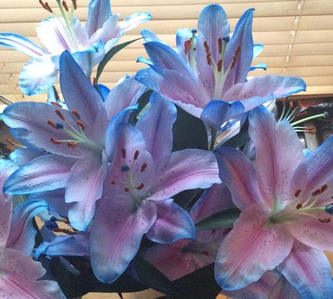 Blue Stargazer Lily Bouquet, Blue Lilies Aesthetic, Blue Stargazer Lily, Blue Lillies, Blue Lily Flower, Lilly Garden, Blue Lilies, Blue Pink Flowers, Lily Blue